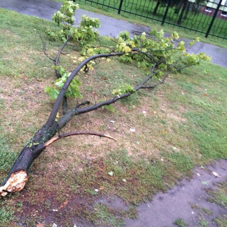 Непогода в Кременчуге 24 сентября - как минимум три машины привалило деревьями Непогода в Кременчуге 24 сентября - как минимум три машины привалило деревьями