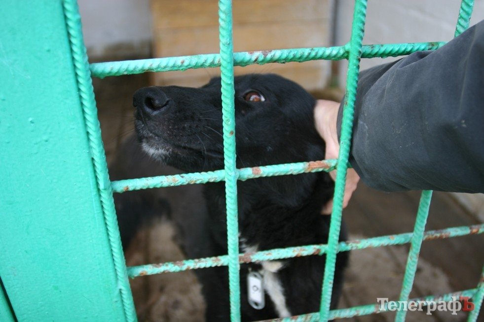 В КП «Спецсервис–Кременчуг» реконструируют пункт передержки собак В КП «Спецсервис–Кременчуг» реконструируют пункт передержки собак