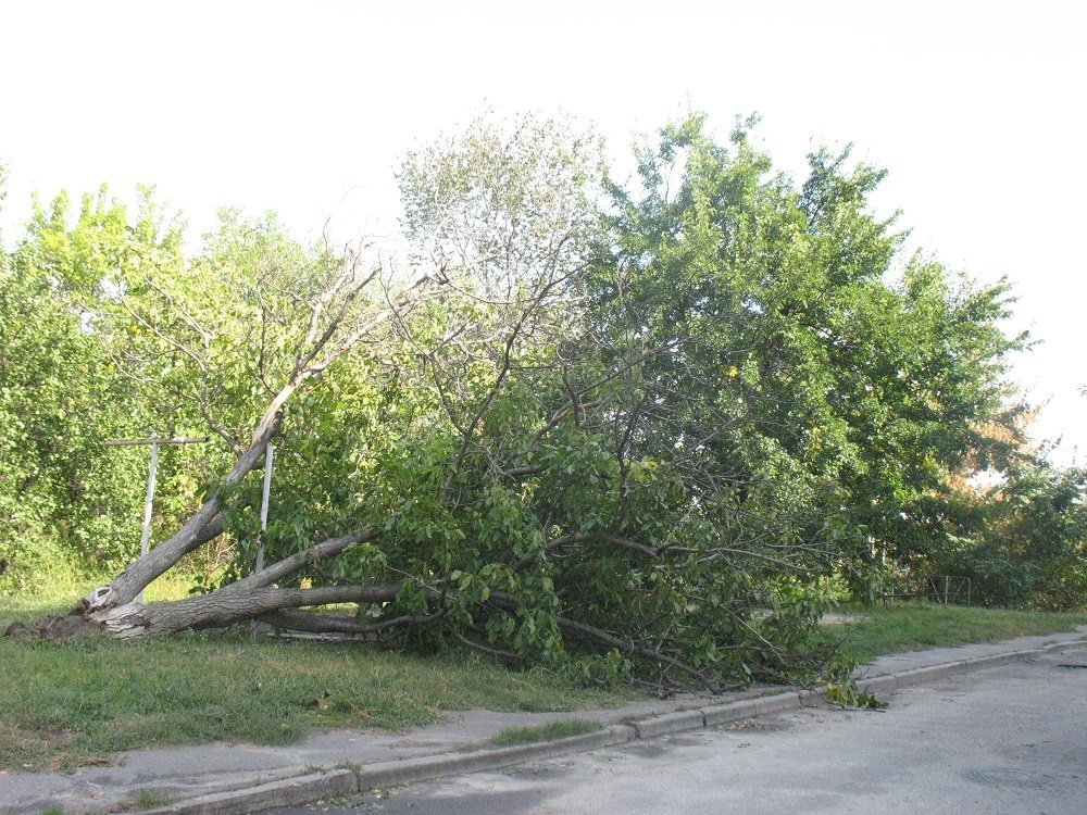 Непогода в Кременчуге 24 сентября - как минимум три машины привалило деревьями Непогода в Кременчуге 24 сентября - как минимум три машины привалило деревьями