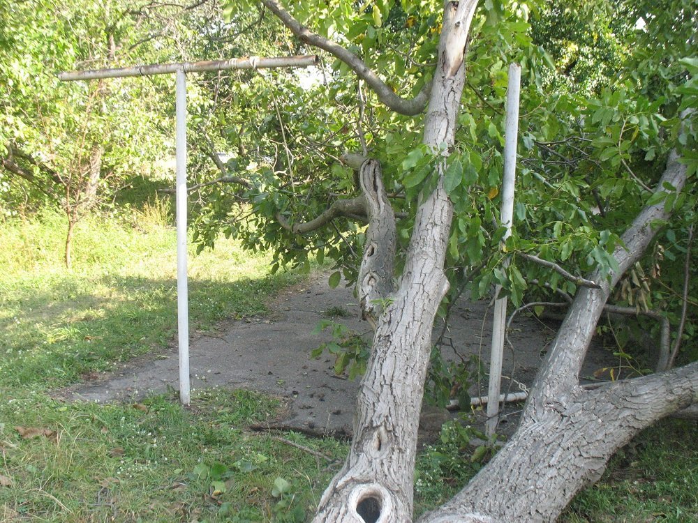 Непогода в Кременчуге 24 сентября - как минимум три машины привалило деревьями Непогода в Кременчуге 24 сентября - как минимум три машины привалило деревьями