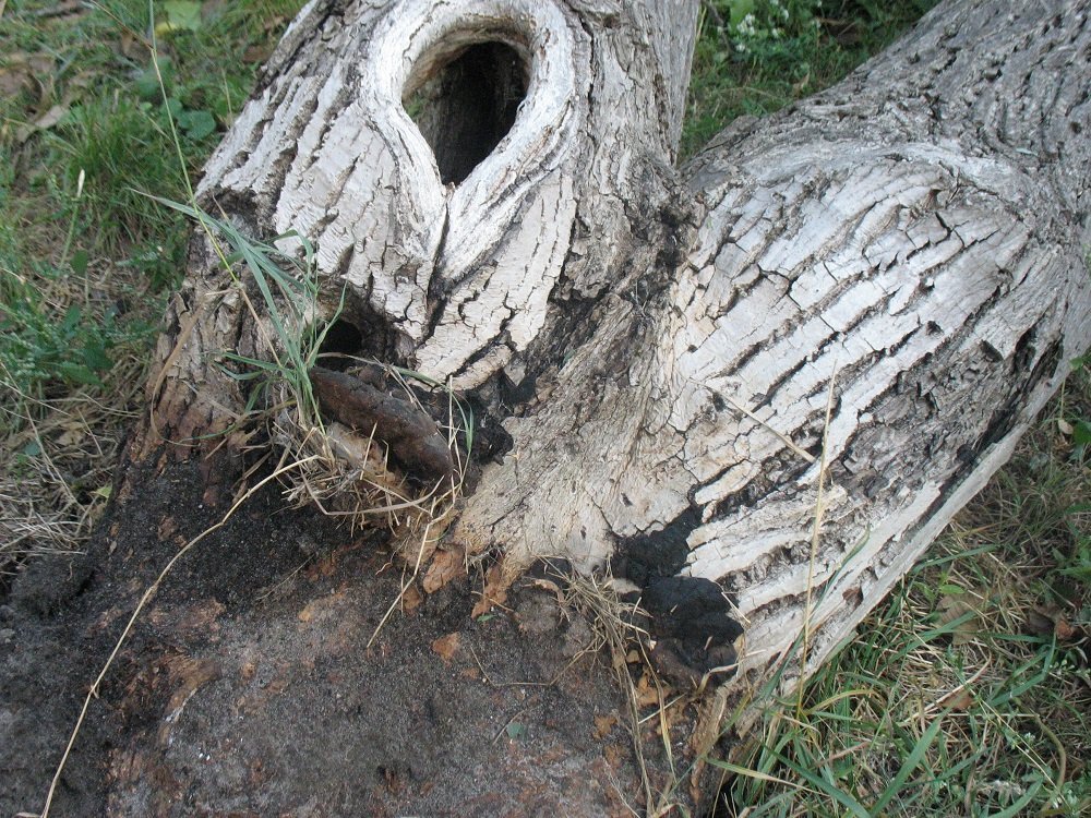 Непогода в Кременчуге 24 сентября - как минимум три машины привалило деревьями Непогода в Кременчуге 24 сентября - как минимум три машины привалило деревьями