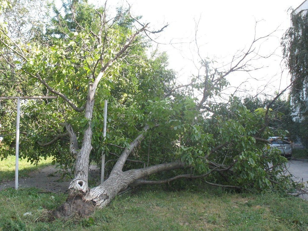 Непогода в Кременчуге 24 сентября - как минимум три машины привалило деревьями Непогода в Кременчуге 24 сентября - как минимум три машины привалило деревьями