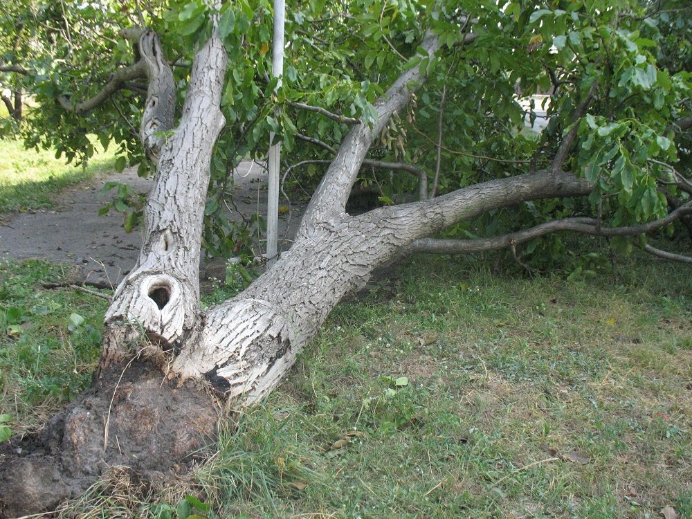 Непогода в Кременчуге 24 сентября - как минимум три машины привалило деревьями Непогода в Кременчуге 24 сентября - как минимум три машины привалило деревьями