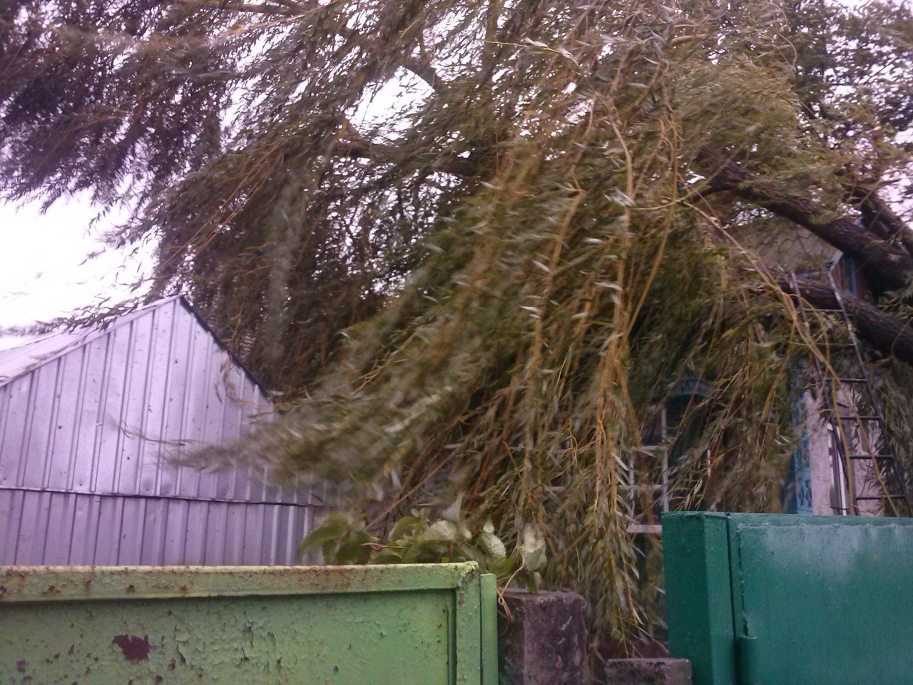 Непогода в Кременчуге 24 сентября - как минимум три машины привалило деревьями Непогода в Кременчуге 24 сентября - как минимум три машины привалило деревьями