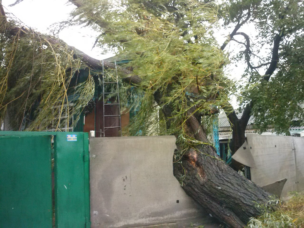 Непогода в Кременчуге 24 сентября - как минимум три машины привалило деревьями Непогода в Кременчуге 24 сентября - как минимум три машины привалило деревьями