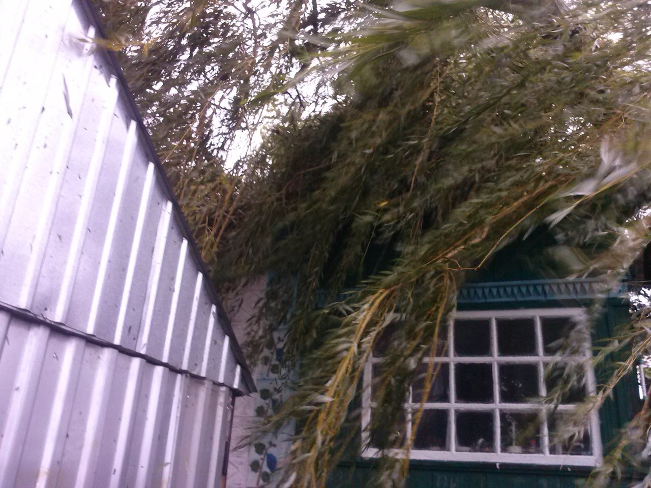 Непогода в Кременчуге 24 сентября - как минимум три машины привалило деревьями Непогода в Кременчуге 24 сентября - как минимум три машины привалило деревьями