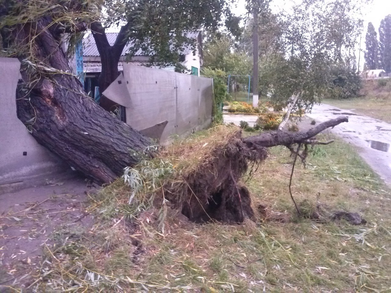Непогода в Кременчуге 24 сентября - как минимум три машины привалило деревьями Непогода в Кременчуге 24 сентября - как минимум три машины привалило деревьями