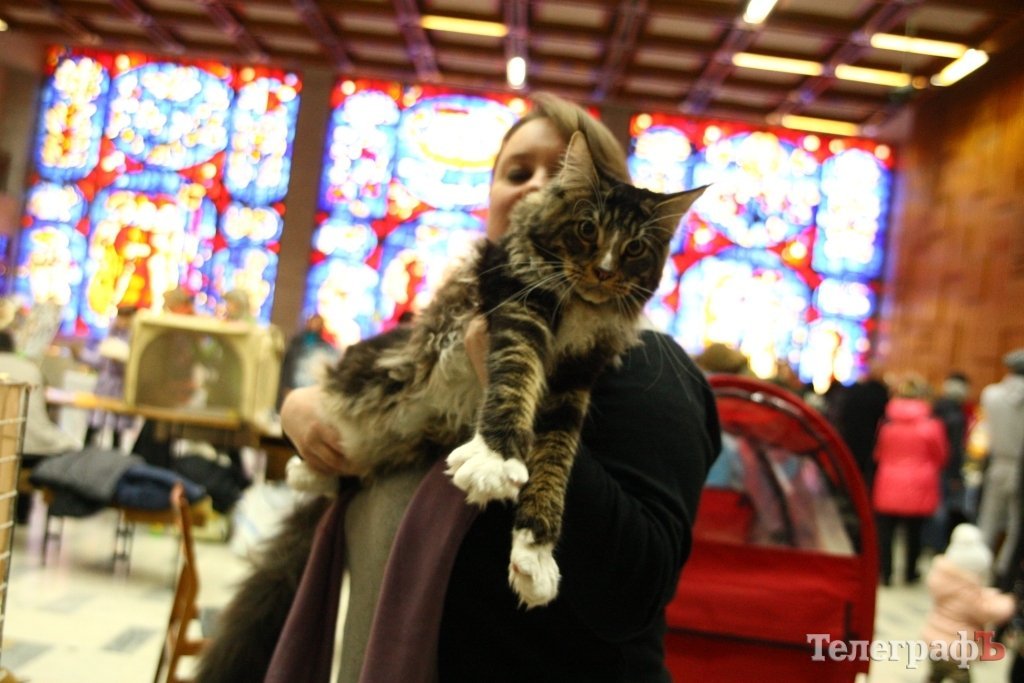 Пушистые и когтистые: выставка элитных кошек в Кременчуге Пушистые и когтистые: выставка элитных кошек в Кременчуге