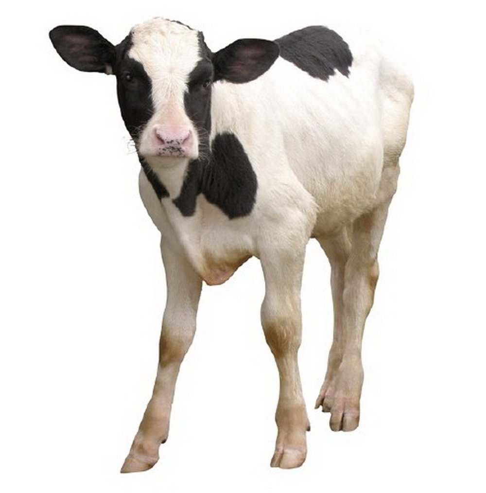 Кременчуцькі фермери працюють попри кризу Кременчуцькі фермери працюють попри кризу