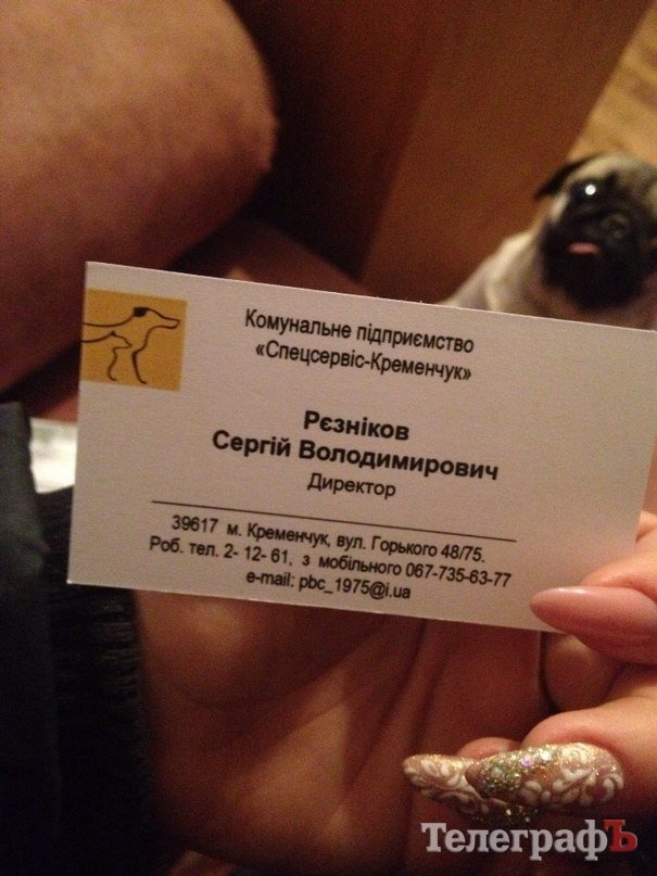 БЛОГ: Итоги нашего рождественского похода в приют к собачкам БЛОГ: Итоги нашего рождественского похода в приют к собачкам