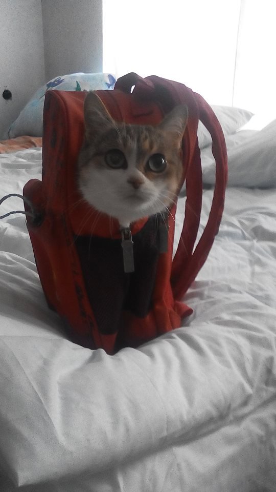 Кременчужане ночью привезли беженцев из Донецкой области - срочно нужна помощь Кременчужане ночью привезли беженцев из Донецкой области - срочно нужна помощь