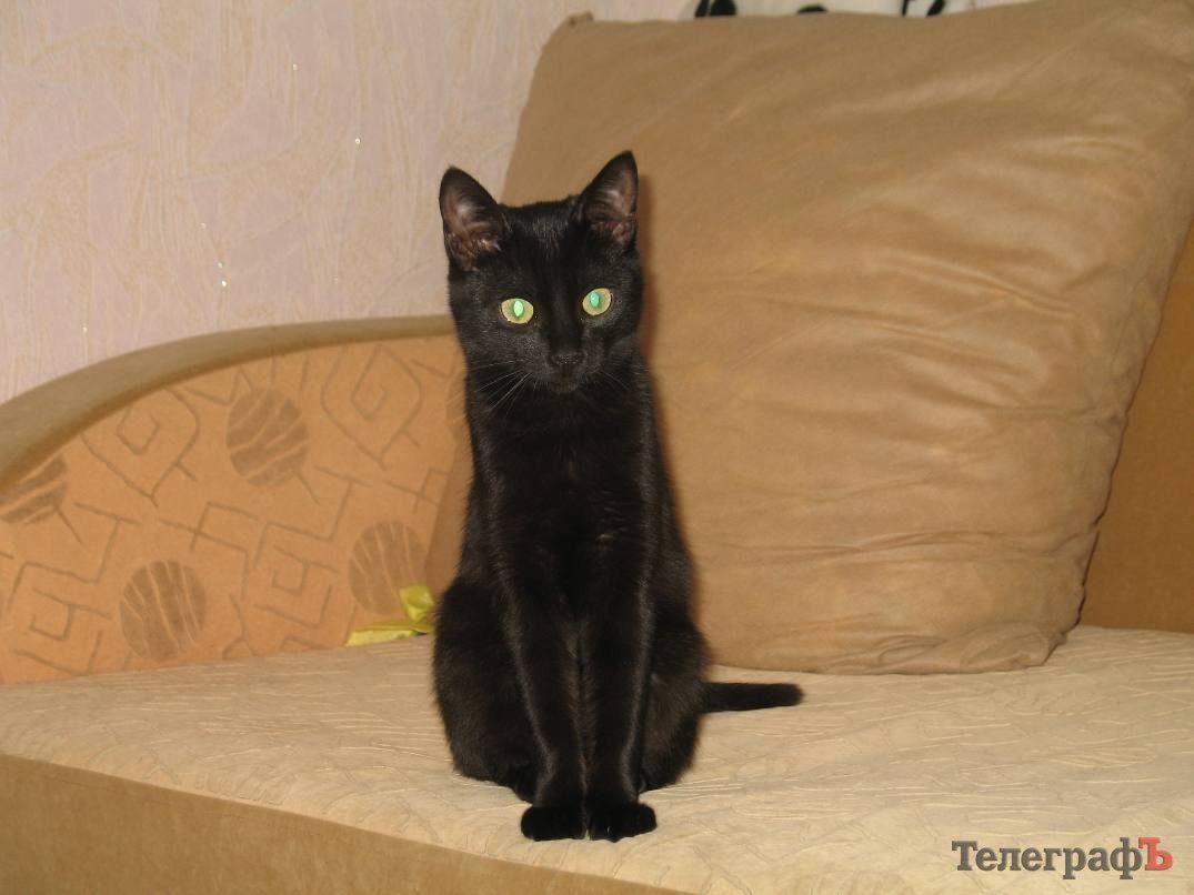 Котенок ищет семью, а потерявшуюся собаку ждут дома Котенок ищет семью, а потерявшуюся собаку ждут дома