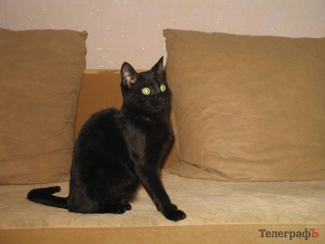 Котенок ищет семью, а потерявшуюся собаку ждут дома Котенок ищет семью, а потерявшуюся собаку ждут дома