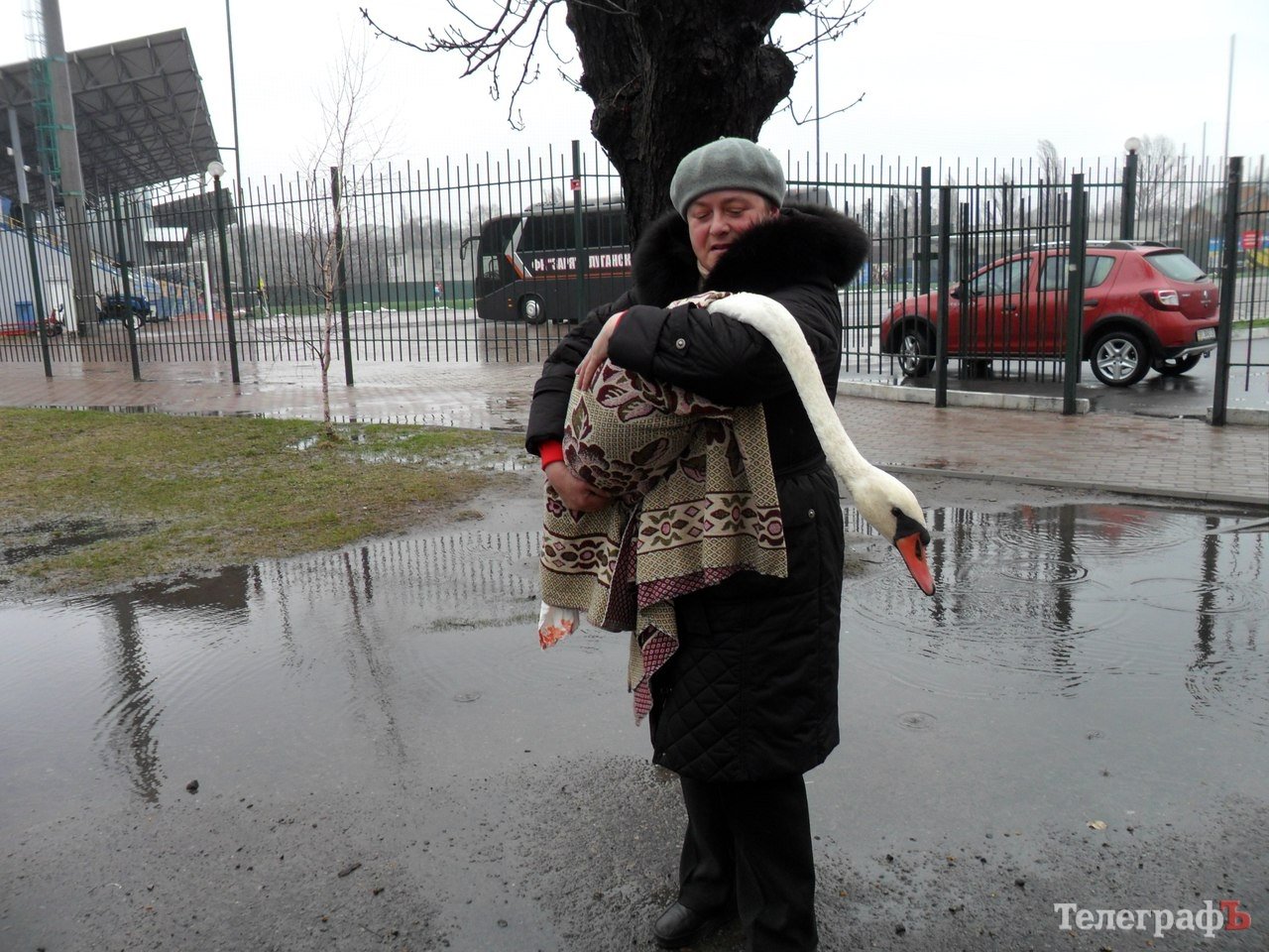 В Кременчуці в Міському саду з’явився шостий лебідь В Кременчуці в Міському саду з’явився шостий лебідь