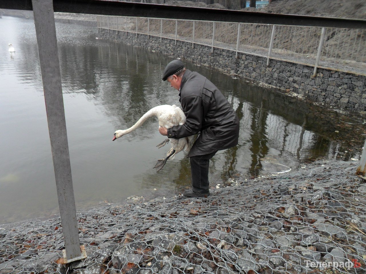 В Кременчуці в Міському саду з’явився шостий лебідь В Кременчуці в Міському саду з’явився шостий лебідь