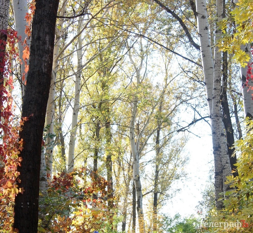Браконьеры "замочили" новую партию деревьев в Кременчуге Браконьеры "замочили" новую партию деревьев в Кременчуге