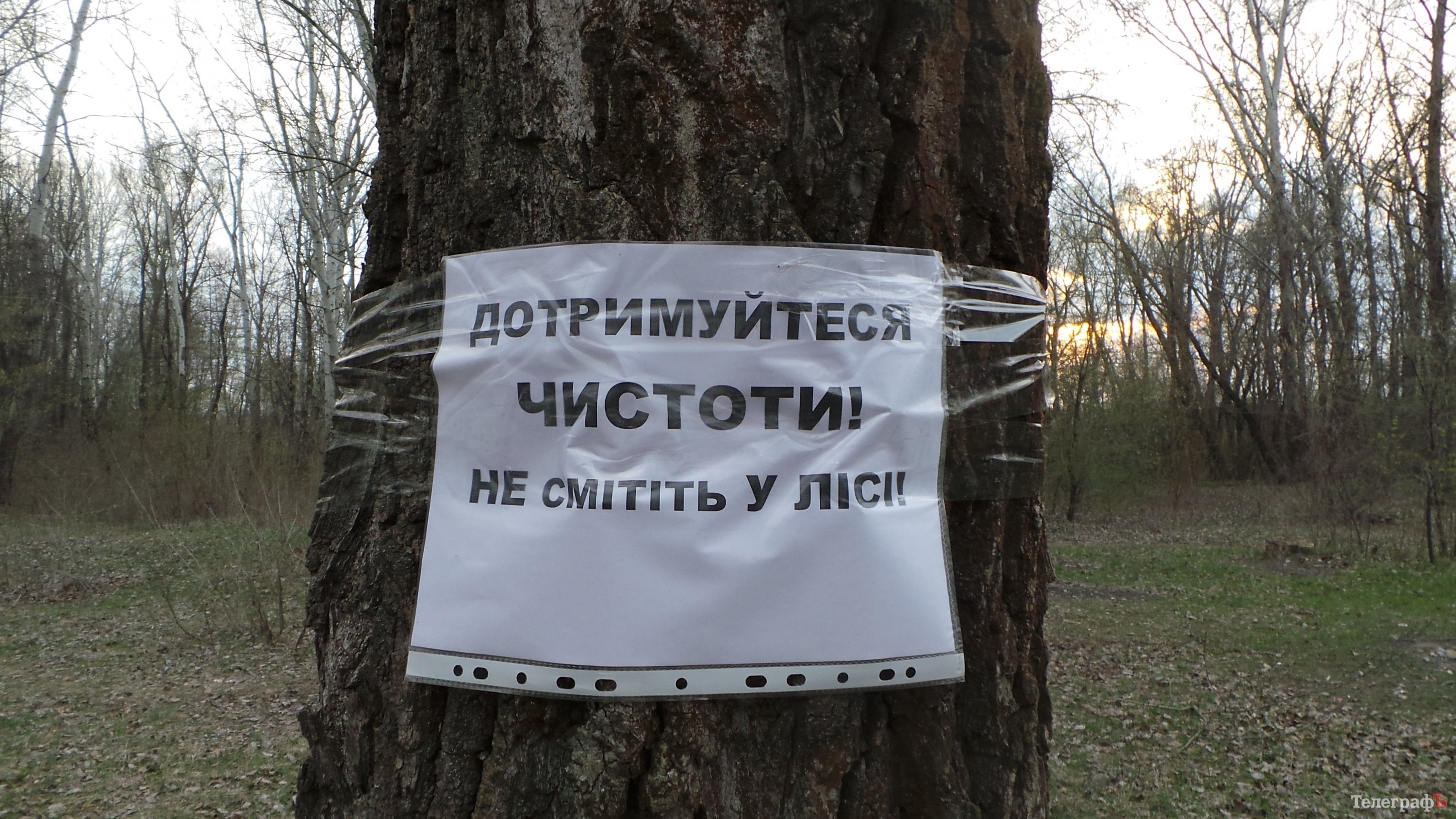 В Крюкове "задышал" лес благодаря уборке от мусора В Крюкове "задышал" лес благодаря уборке от мусора