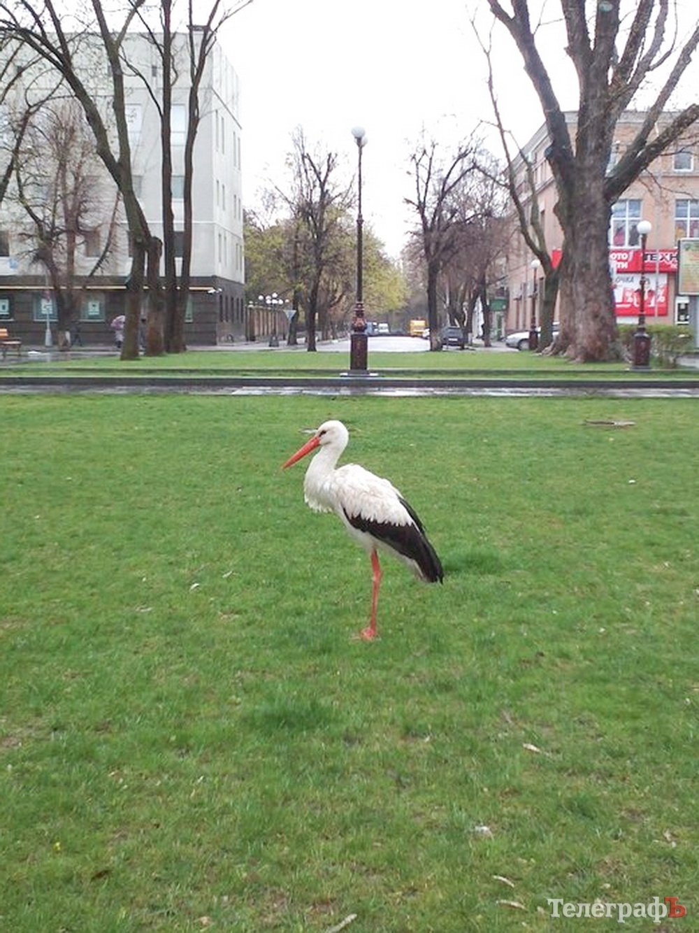 В Кременчуге аист Гриша опять в объективах фотокамер горожан В Кременчуге аист Гриша опять в объективах фотокамер горожан