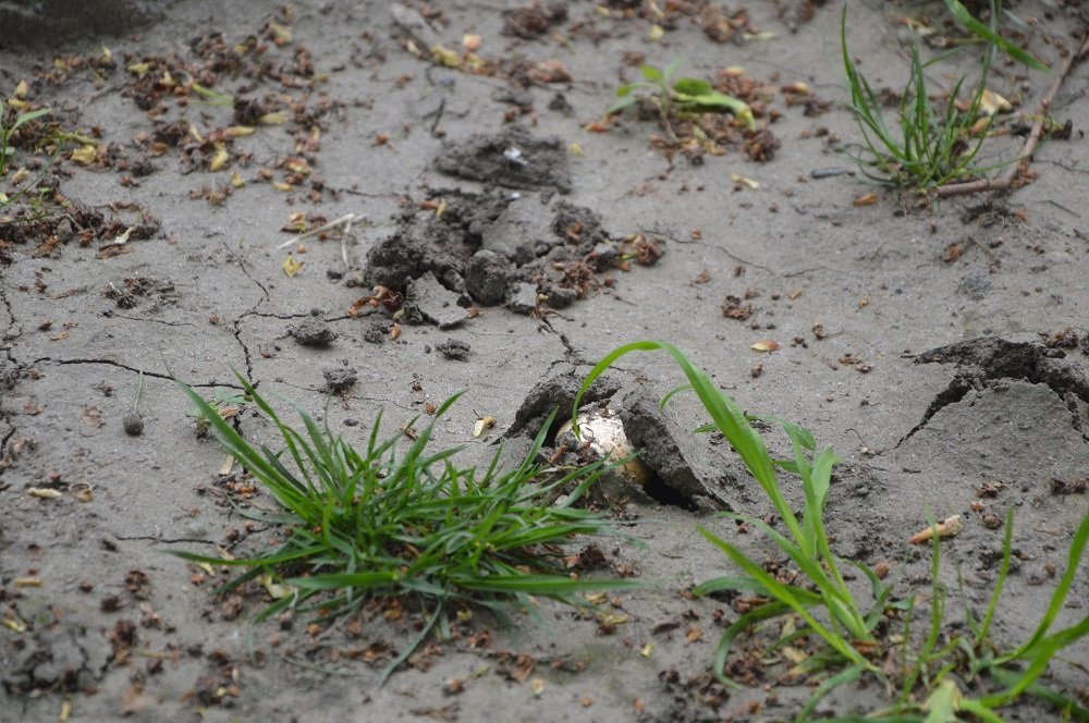 Кременчужанин собрал урожай шампиньонов в центре города Кременчужанин собрал урожай шампиньонов в центре города