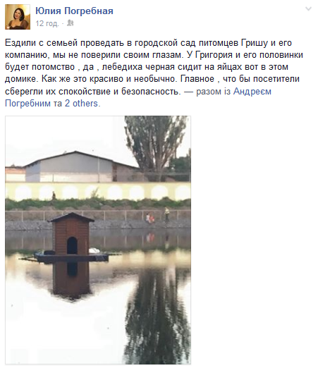 У кременчуцьких лебедів буде поповнення У кременчуцьких лебедів буде поповнення