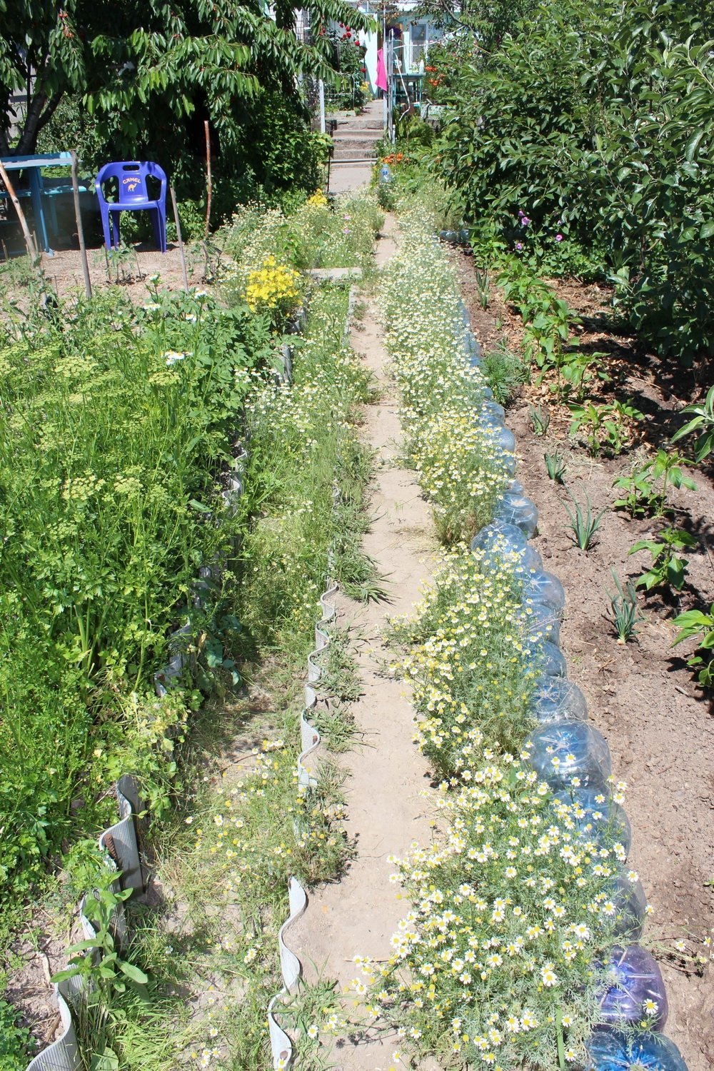 Маленький дендропарк на семи сотках Маленький дендропарк на семи сотках