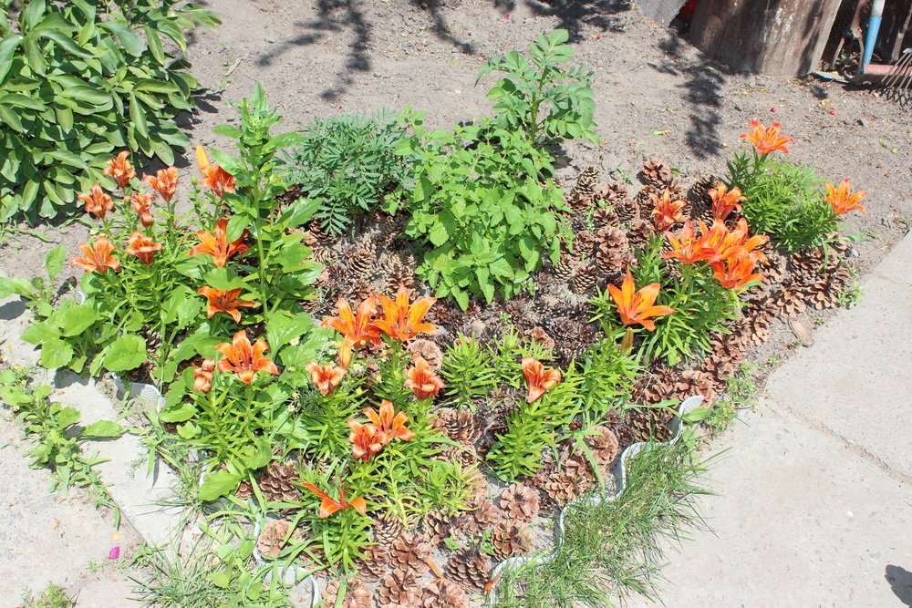 Маленький дендропарк на семи сотках Маленький дендропарк на семи сотках