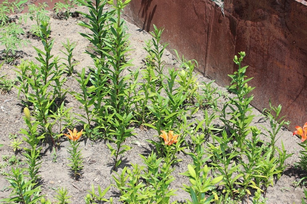 Маленький дендропарк на семи сотках Маленький дендропарк на семи сотках