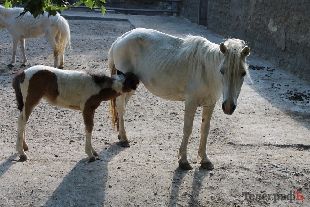 Путешествие с Юрием Глансковым: Одесса Путешествие с Юрием Глансковым: Одесса
