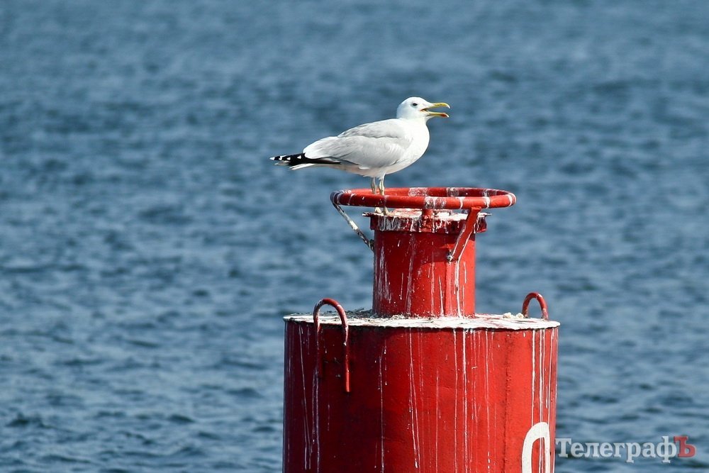 Узбережжя Дніпра у Кременчуці «обростає» мажорними котеджами Узбережжя Дніпра у Кременчуці «обростає» мажорними котеджами