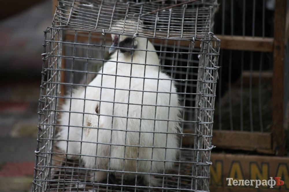Кременчужан порадували голубами та кроликами Кременчужан порадували голубами та кроликами