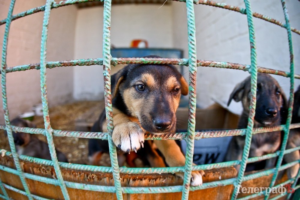 Як живеться чотирилапим бездомним у Кременчуці Як живеться чотирилапим бездомним у Кременчуці