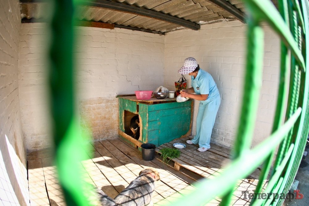 Як живеться чотирилапим бездомним у Кременчуці Як живеться чотирилапим бездомним у Кременчуці