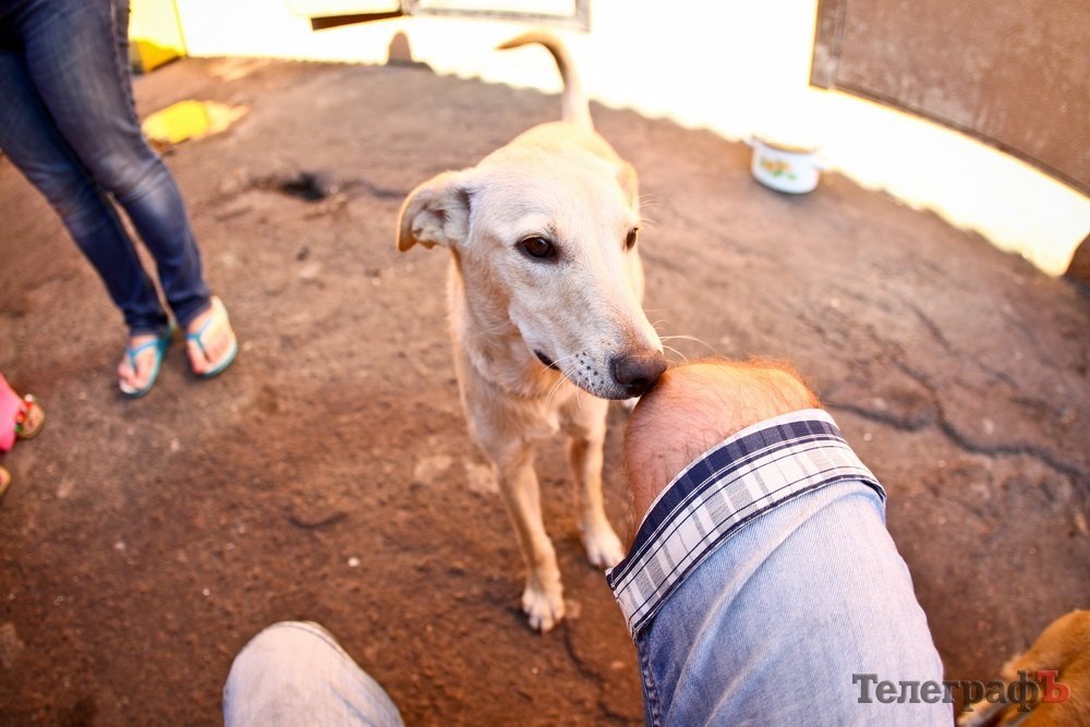Як живеться чотирилапим бездомним у Кременчуці Як живеться чотирилапим бездомним у Кременчуці