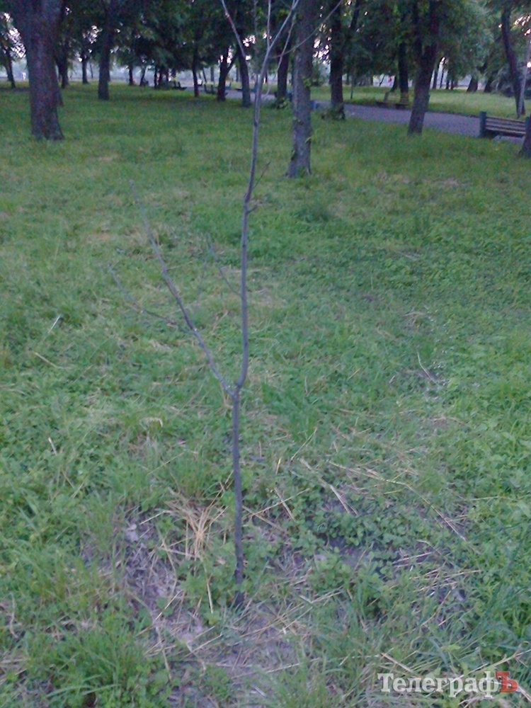 В Кременчуге пропал катынский дуб В Кременчуге пропал катынский дуб