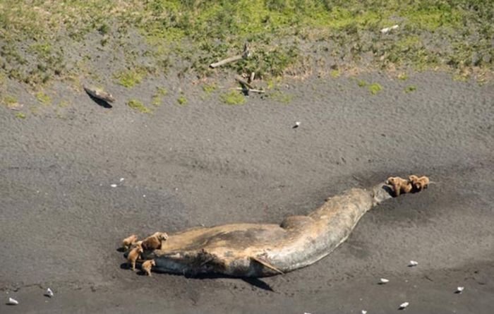 Подборка редких фотографий со всего мира. 6 выпуск Подборка редких фотографий со всего мира. 6 выпуск