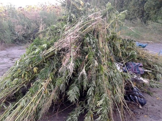 На Полтавщине милиционеры сожгли 5 тысяч кустов «подсолнечной» конопли На Полтавщине милиционеры сожгли 5 тысяч кустов «подсолнечной» конопли