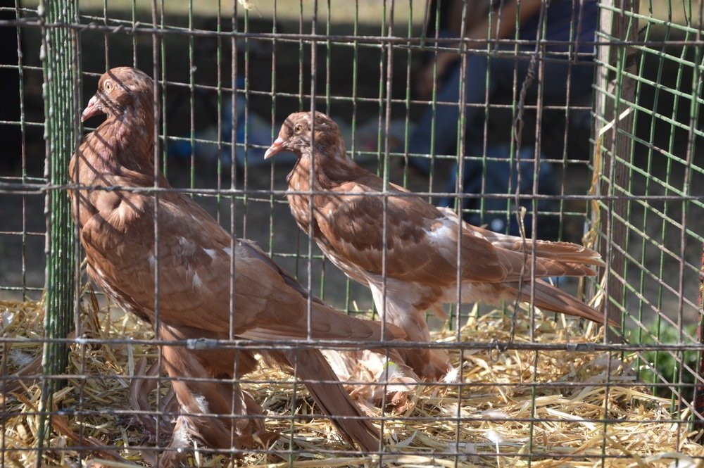 День города в Кременчуге: фоторепортаж День города в Кременчуге: фоторепортаж