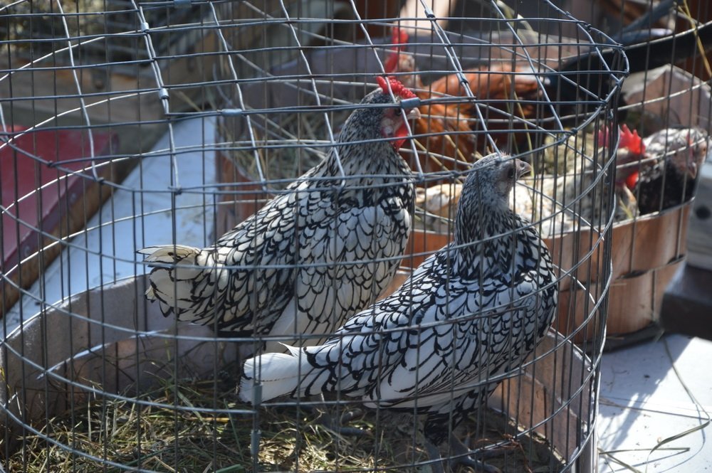 День города в Кременчуге: фоторепортаж День города в Кременчуге: фоторепортаж