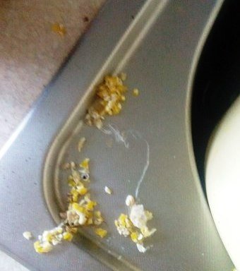 ПЕРЕД ЕДОЙ НЕ СМОТРЕТЬ: сюрпризы в пряниках и кукурузной крупе ПЕРЕД ЕДОЙ НЕ СМОТРЕТЬ: сюрпризы в пряниках и кукурузной крупе