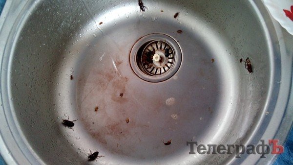 Кременчужан на Переяславской атакуют большие чёрные тараканы Кременчужан на Переяславской атакуют большие чёрные тараканы