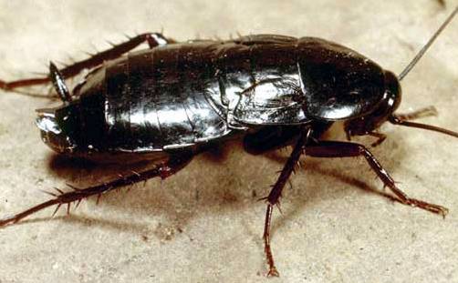 Кременчужан на Переяславской атакуют большие чёрные тараканы Кременчужан на Переяславской атакуют большие чёрные тараканы