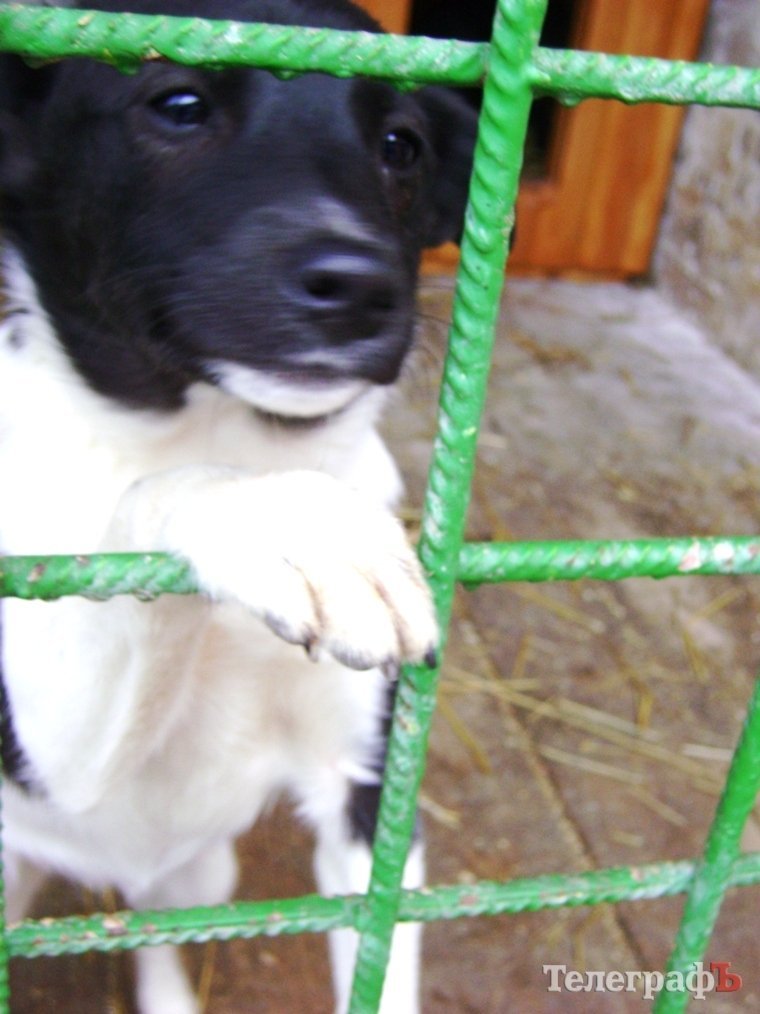 Дети пришли на экскурсию в собачий приют в Кременчуге Дети пришли на экскурсию в собачий приют в Кременчуге