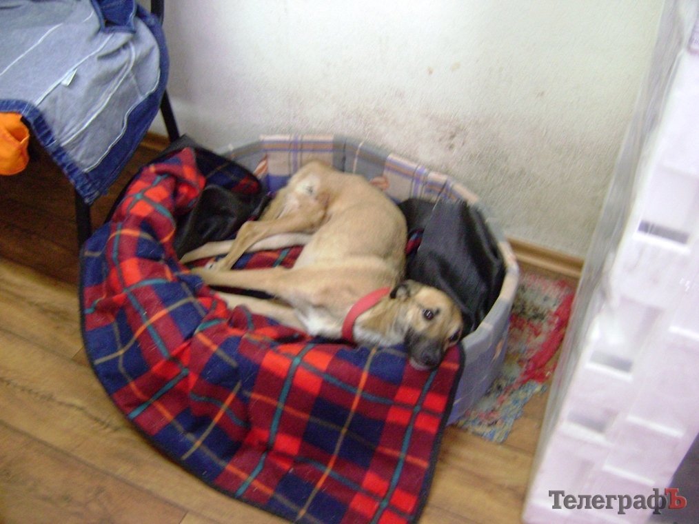 Дети пришли на экскурсию в собачий приют в Кременчуге Дети пришли на экскурсию в собачий приют в Кременчуге