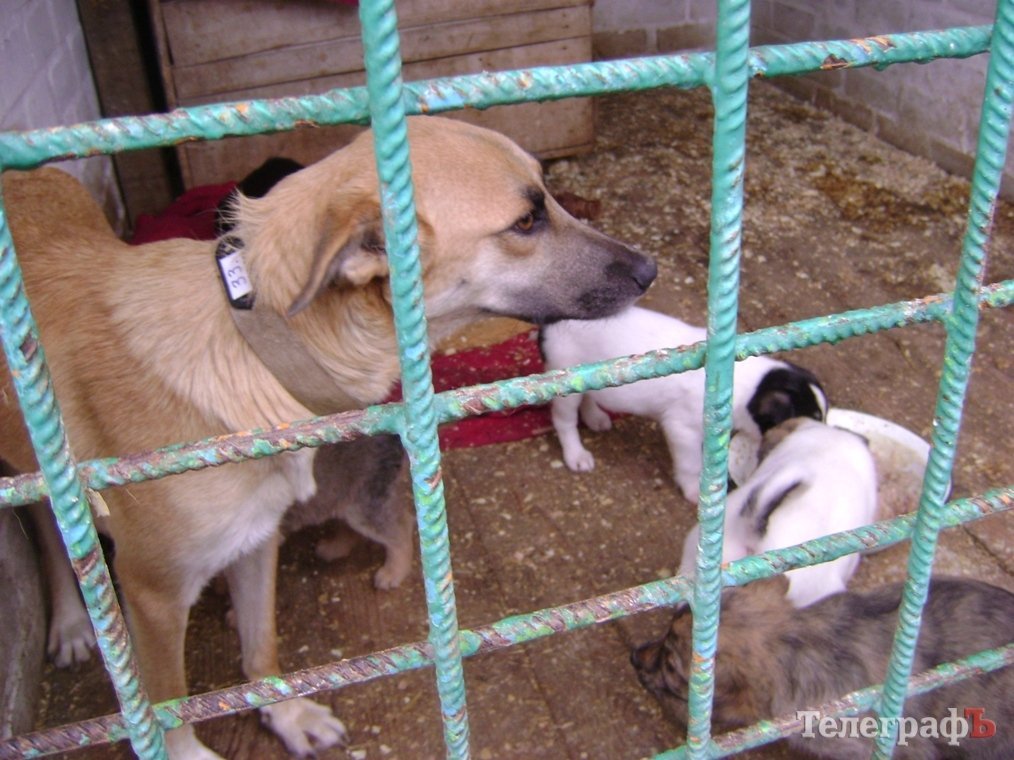 Дети пришли на экскурсию в собачий приют в Кременчуге Дети пришли на экскурсию в собачий приют в Кременчуге