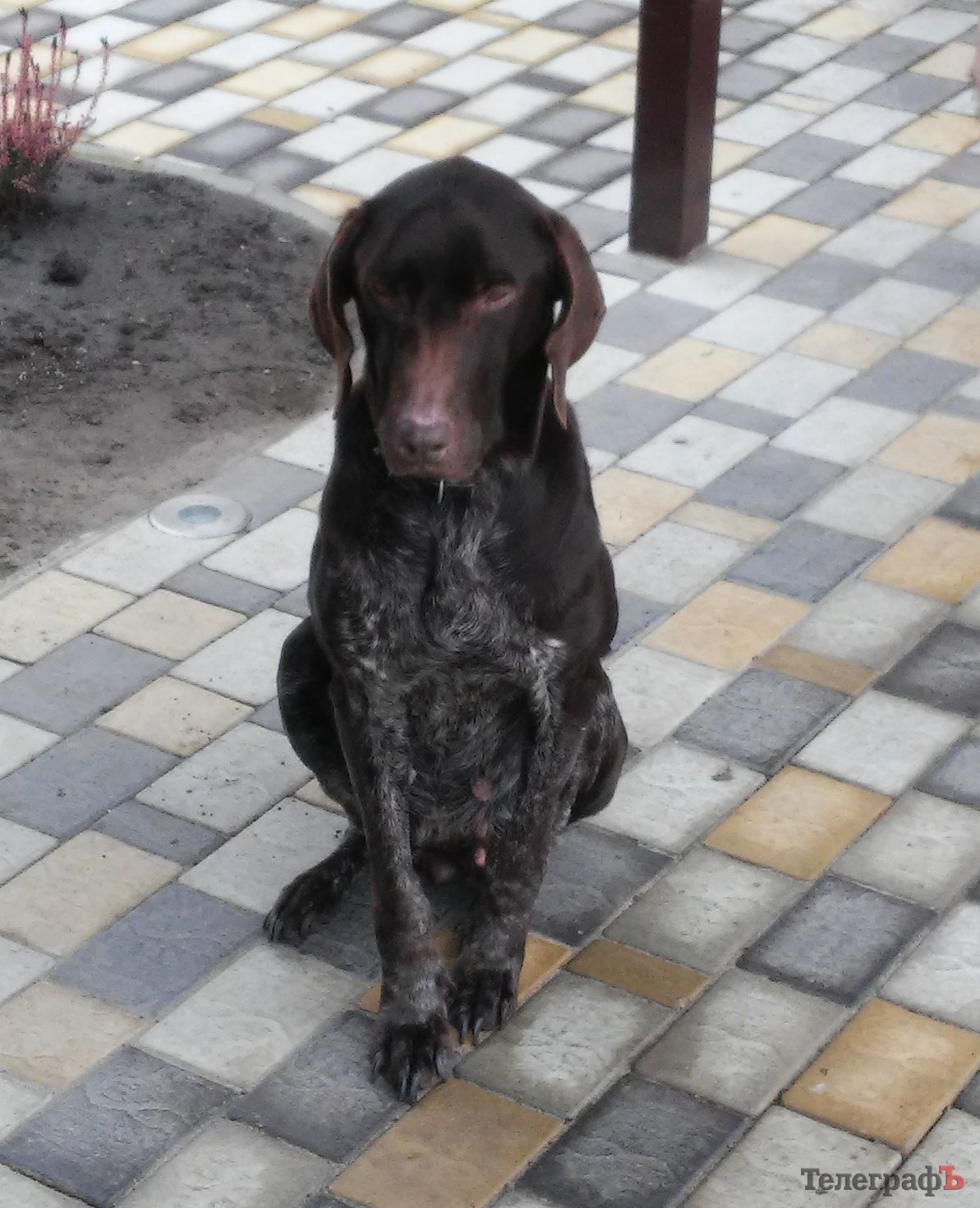 Кто потерял охотничью собаку? Отзовитесь! Кто потерял охотничью собаку? Отзовитесь!