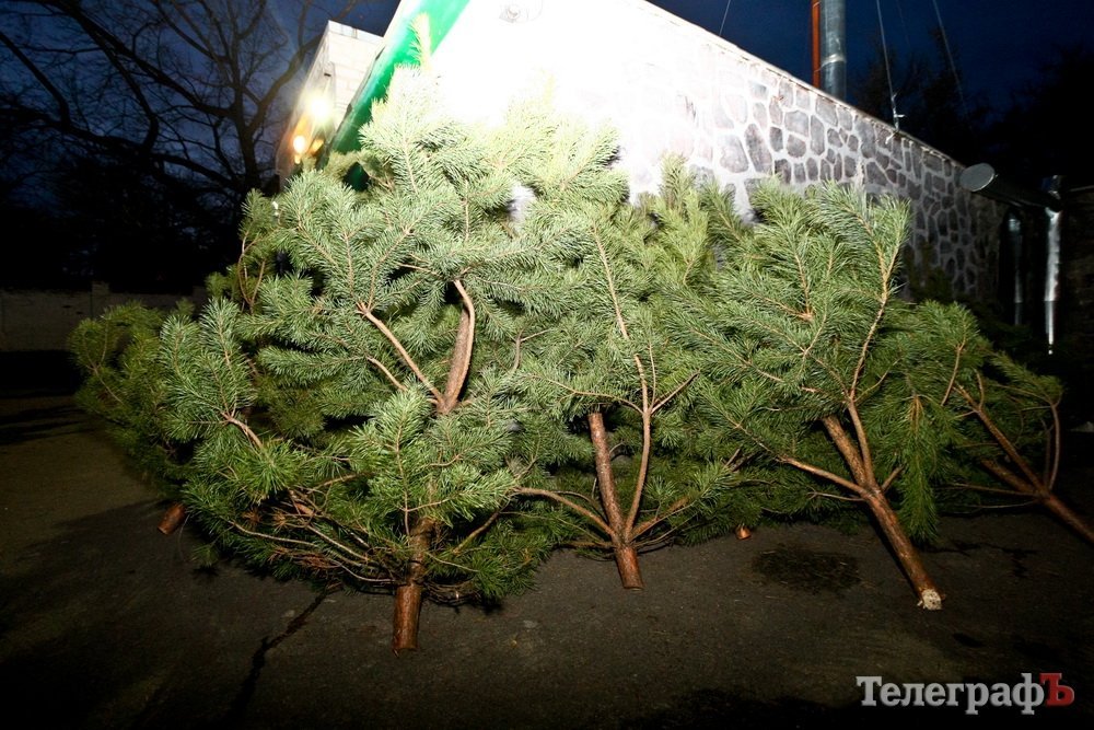У Кременчуці розпочали торгівлю новорічними ялинками У Кременчуці розпочали торгівлю новорічними ялинками