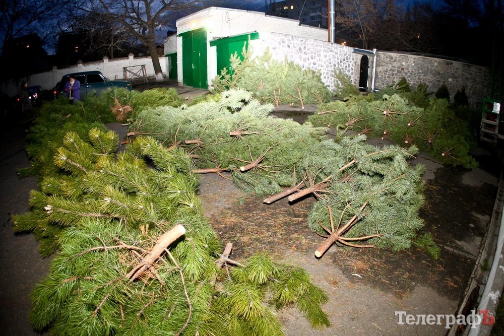 У Кременчуці розпочали торгівлю новорічними ялинками У Кременчуці розпочали торгівлю новорічними ялинками