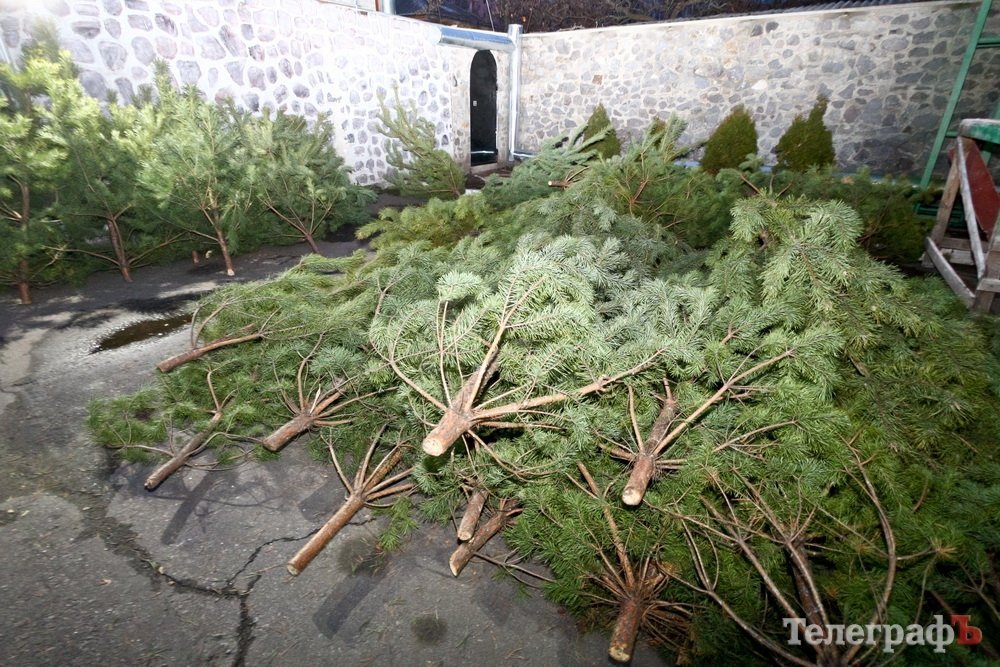 У Кременчуці розпочали торгівлю новорічними ялинками У Кременчуці розпочали торгівлю новорічними ялинками
