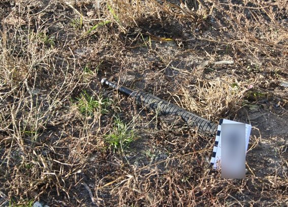 Кременчужанку, тело которой нашли на Чередниках, до смерти забили палкой Кременчужанку, тело которой нашли на Чередниках, до смерти забили палкой