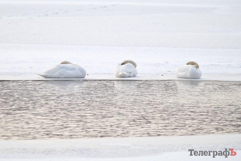 Белые лебеди будут зимовать в «Городском саду» Кременчуга, чёрных забрали Белые лебеди будут зимовать в «Городском саду» Кременчуга, чёрных забрали